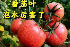 “番茄叶”泡水，没想到价值这么高，刚知道，学会能省不少钱！视频封面