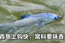 力战巨青鱼，上青鱼要快，全靠窝料味道与香型是否适合该水域视频封面