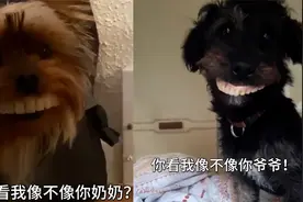 两只狗狗误戴老人假牙表情绝了，男子魔性配音惹爆笑：被笑声洗脑视频封面