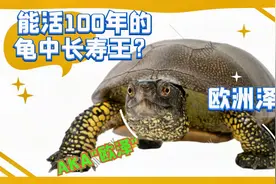 能活100年的水龟长寿王？欧洲泽龟