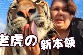 600斤大老虎学会了新本领，乐颠颠地找女主人要肉吃！美坏了视频封面