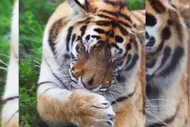老虎和猫一样，也用爪子洗脸？视频封面