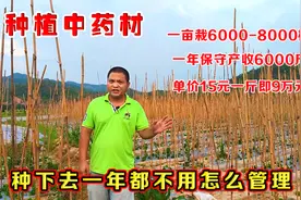 种植中药材，一亩地一年产收90000元收益，大家觉得这效益高吗？视频封面
