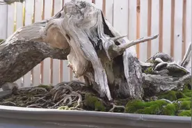 “无价之宝”盆景艺术，巧夺天工的造型，这几盆树桩盆景实属精品视频封面
