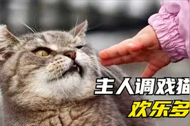 主人调戏猫”接吻”画面视频封面