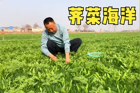 春天到荠菜疯狂生长，看这一大片我都震撼了，大家来欣赏下视频封面