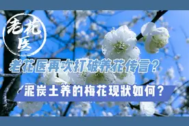 老花医再次打破养花传言？泥炭土养的梅花现状如何？养花小知识视频封面