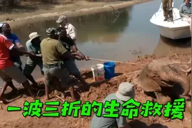 象宝宝被困河边奄奄一息，妈妈暖心守护，救援过程一波三折视频封面