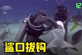 女子把手伸进鲨鱼嘴里，帮助它把鱼钩拔出来，结局令人很暖心！