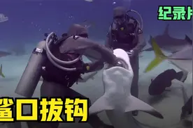 女子把手伸进鲨鱼嘴里，帮助它把鱼钩拔出来，结局令人很暖心！视频封面