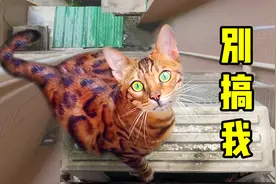 笑不活！17斤豹猫被困，女主人神操作用羽毛球拍救猫？视频封面