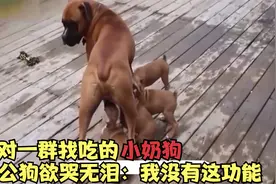 面对一群找吃的小奶狗，大公狗欲哭无泪：我没有这功能，去找你妈视频封面