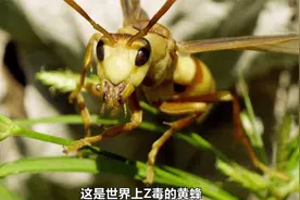 被世界上最大的黄蜂蜇上一口，会有多痛？两个国外小伙告诉你答案视频封面