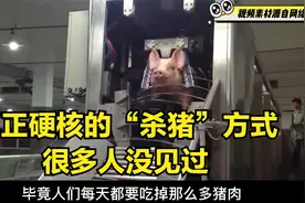 “硬核杀猪方式”：让肉猪没有痛苦，很多人没见过视频封面