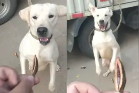 狗子爱上槟榔，看见就兴奋！狗子：一天不吃浑身刺挠