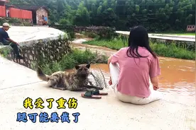 狗子误踩了钢绳套，废了一条腿，住院时还委屈的以为主人不要它了视频封面