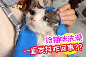 在家给猫咪洗澡，洗完后一直抖咋回事？巧巧一直抱着心疼坏了