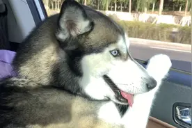 住在山脚下就是好!可以捡到哈士奇！视频封面