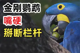 金刚鹦鹉嘴巴有多硬？掰断铁栏杆越狱。别惹它小心薅光你的键视频封面