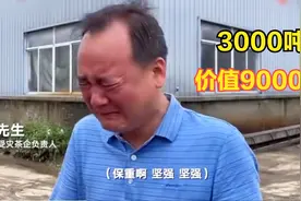 安徽茶企3000吨茶叶被泡，损失9000万，但最心寒的是“网络暴力”视频封面