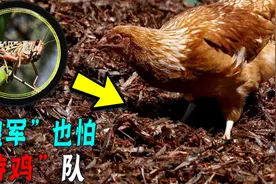 中国灭蝗技术有多厉害！利用鸡利用鸭，连天上的鸟都能收为己用！视频封面
