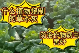 什么草木灰防治蔬菜病虫害效果好？就这两种，很少有人能知道视频封面