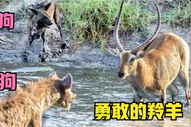 单挑鬣狗和野狗，这只羚羊太勇敢了，但结局让人惋惜视频封面