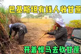 巴基斯坦有钱人砍甘蔗场景，开着悍马啃甘蔗，这种甘蔗不多见！视频封面