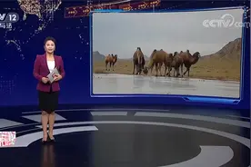 关注野骆驼保护：修建人工水源地 改善野生动物生存环境视频封面