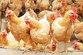 新城疫，俗称“鸡瘟”，鸡群感染鸡瘟的症状和防治方案在这里