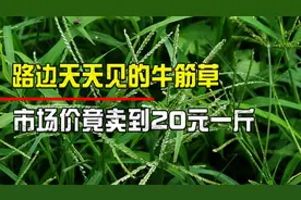 农村遍地都是的牛筋草，祛风利湿，清热解毒，市场价卖到20元一斤视频封面