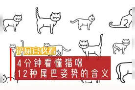 超详细！4分钟看懂猫咪12种尾巴姿势的含义