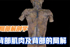 局部解剖学-背部（背部肌肉层次）视频封面