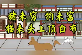 俗语“猪来穷，狗来富，猫来头上顶白布”，啥意思？猫进家不好吗视频封面