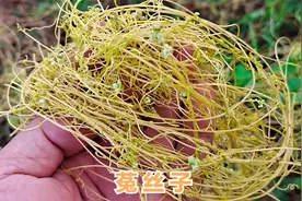 菟丝子泡水喝功效厉害，营养还能解决很多人健康的大问题视频封面
