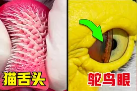 6件你不知道的事，猫的舌头布满倒刺，还敢让舔吗？视频封面
