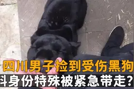四川男子捡到受伤黑狗，年幼女儿精心饲养，身份特殊被紧急带走？视频封面