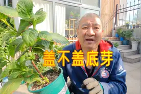 绣球换盆时，营养土把根芽、底芽盖住，这种方法好不好？视频封面