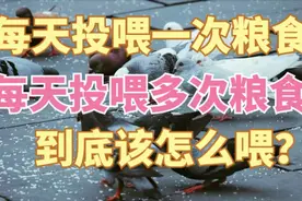 养鸽子一天喂一次，还是一天喂多次？到底喂几次最合适？视频封面