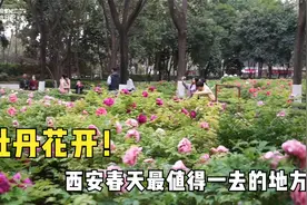 实拍西安最大的牡丹园，此时花开正美！地铁可达没门票，周末去浪视频封面