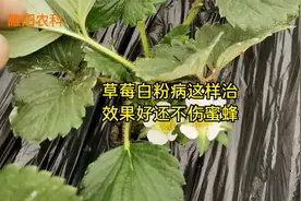 防治草莓白粉病，用这两种方法，操作简单效果好，还不伤蜜蜂视频封面