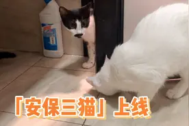 主人洗澡竟引来三只猫围观，是要护驾还是要造反？