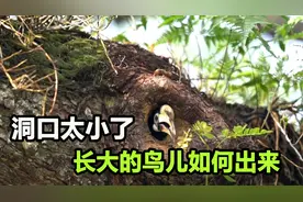 树洞里的鸟宝宝长大后，却因身体太大而飞不出来，真让一些人揪心视频封面