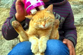 看这只猫的表情，应该是爽到了极致！视频封面