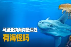 海洋最深处都有什么生物？人类能在那里发现什么？