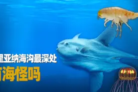 海洋最深处都有什么生物？人类能在那里发现什么？