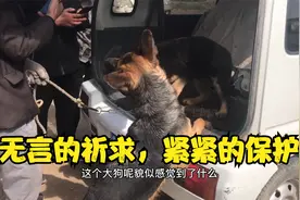 实拍：小德牧被卖掉后，母狗的反应太感动了，重感情的护卫犬