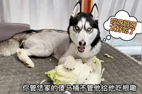 戏精狗狗，趁主人不在偷吃大白菜，被发现后你们大家都憋住别笑！