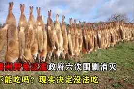 澳大利亚百亿只野兔泛滥成灾，为何当地人不敢吃？现实决定没法吃视频封面