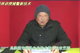猪肝钓甲鱼的绝技秘诀科学高效捕鳖,一抓一个准！“瓮中捉鳖”视频封面